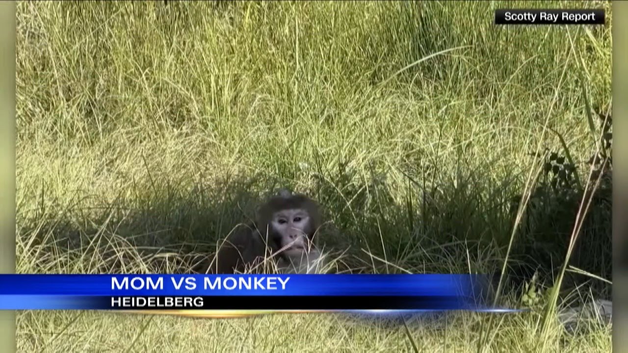 Mother kills escaped monkey in Mississippi - YouTube