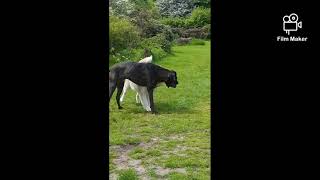 Hunde spielen! Alaska Malamute und Cane Corso Doggen Mix