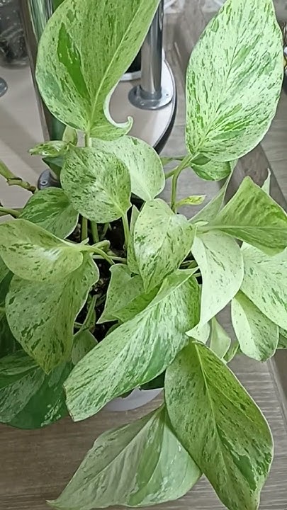 Сциндапсус Марбл Квин - YouTube