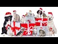 Gatos Graciosos-Animal Christmas Special # 1