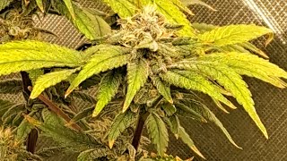 indoor cannabis grow in Missouri. highlight Greenpoint Seeds