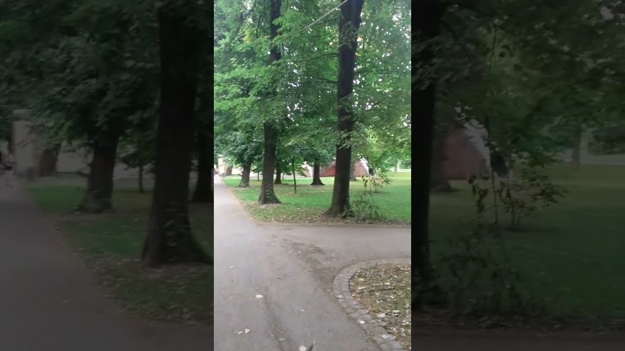 Down the forest path