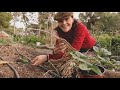 Plantar Espárragos con Fresas - Planta una Vez y Cosecha Durante Años - Asociaciones de Cultivos
