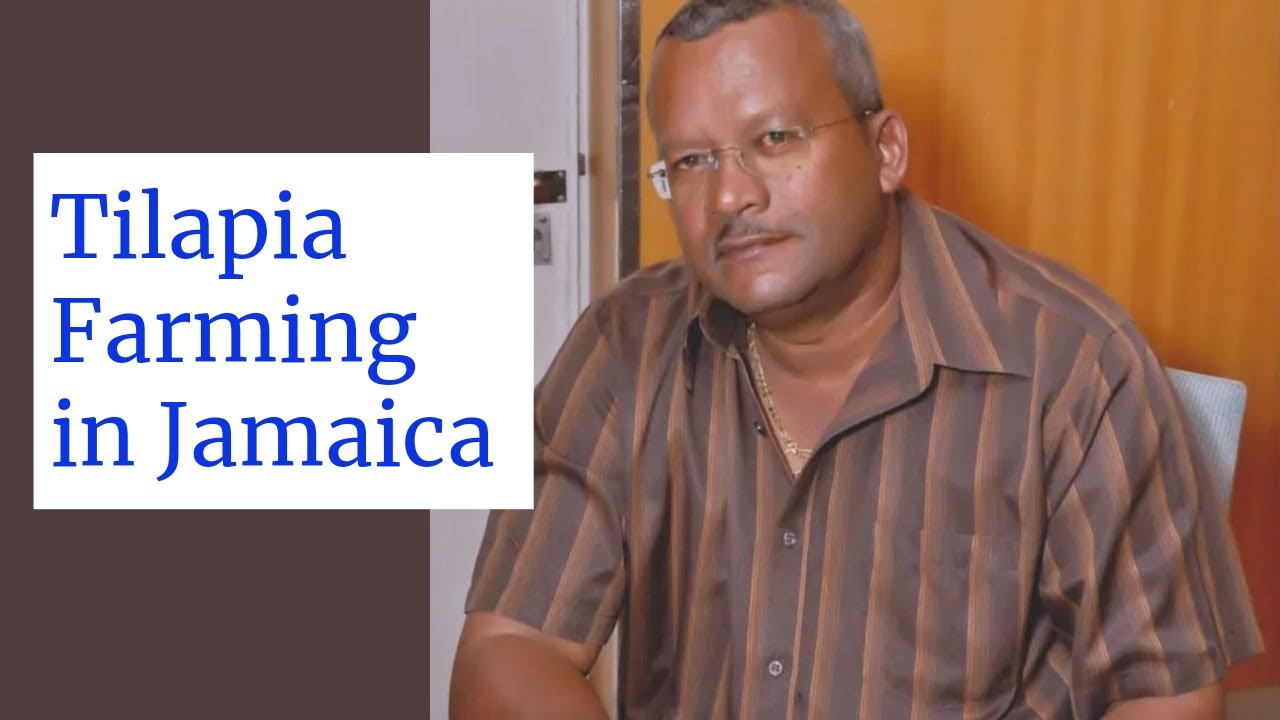 Episode 5. Let's talk Tilapia Farming in Jamaica with Mr. Donnie Bunting YouTube