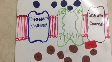 Modeling Neuron Action Potential