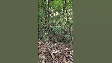 Phát hiện chú rái cá con cuối cùng trong khu rừng ngập mặn này