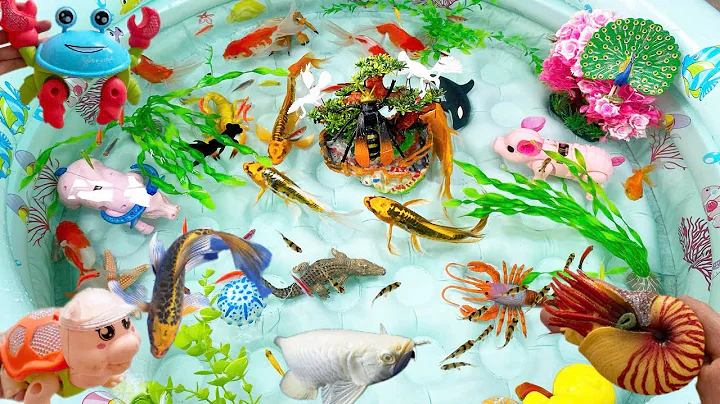 Let's explore what fish and sea creatures there are:sharks,jellyfish#goldfish#animals#viral videos