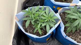 Chicken and waffles grow. Part 2