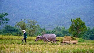 Harvest rice by hand, build a new life