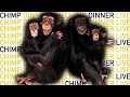 The NEW Chimp Dinner LIVE! 04.03.22