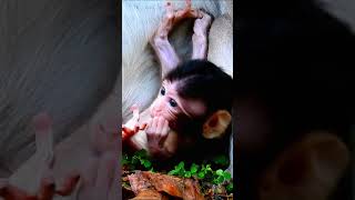 Life of baby monkey Ara#202