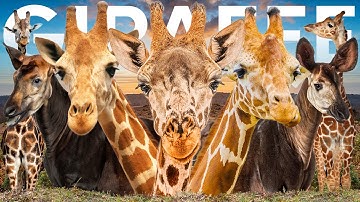 All 5 Giraffe Species (3 Recently Discovered)