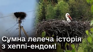 У лелек згоріло гніздо! Сумна історія на 10 мільйонів переглядів! Але історія з хеппіендом!