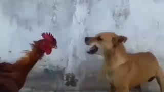 cock and dog fighting