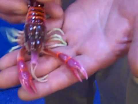 HD) River2Sea I Larry Dahlberg Clackin' Crayfish I 2011 Lure Preview 