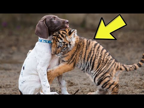 Video: Come Nominare Un Cucciolo Di Tigre