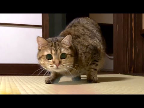 遊びたいけどお姉ちゃんに遠慮してしまう妹猫