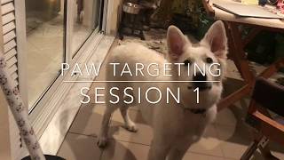 Paw Targeting with Roxy - Session 1 (clicker training)