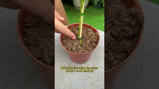 How To Train Moss Rose Into A Lollipop Shape #gardening