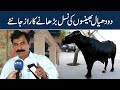 Dodhiyal Bhainson Ki Nasal Barhain Malamal Hojain | Dairy Tips by Haji Shaukat Doggar