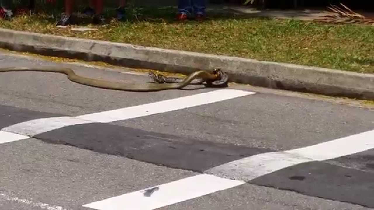 Snake Vs Snake King Cobra Takes On Reticulated Python At