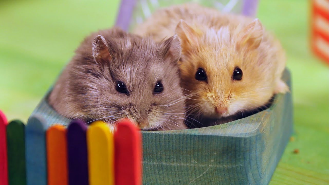 Two Hamsters in a Tiny Playground - YouTube