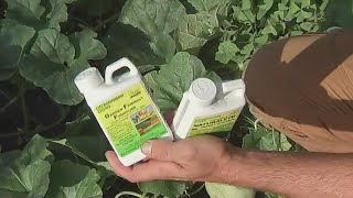 Pest control 101 for your home garden