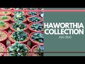 Haworthia Collection Aug. 2020