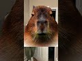 Capybara edit