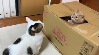 出られるか心配で駆け寄る心優しい猫
