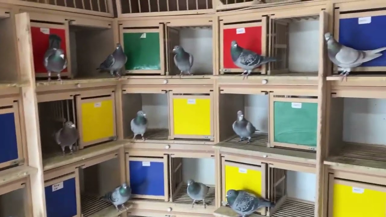 Totul despre porumbeii hrana motivația curetenie in crescătorie 18/02/2023 vezi pana la final 👈