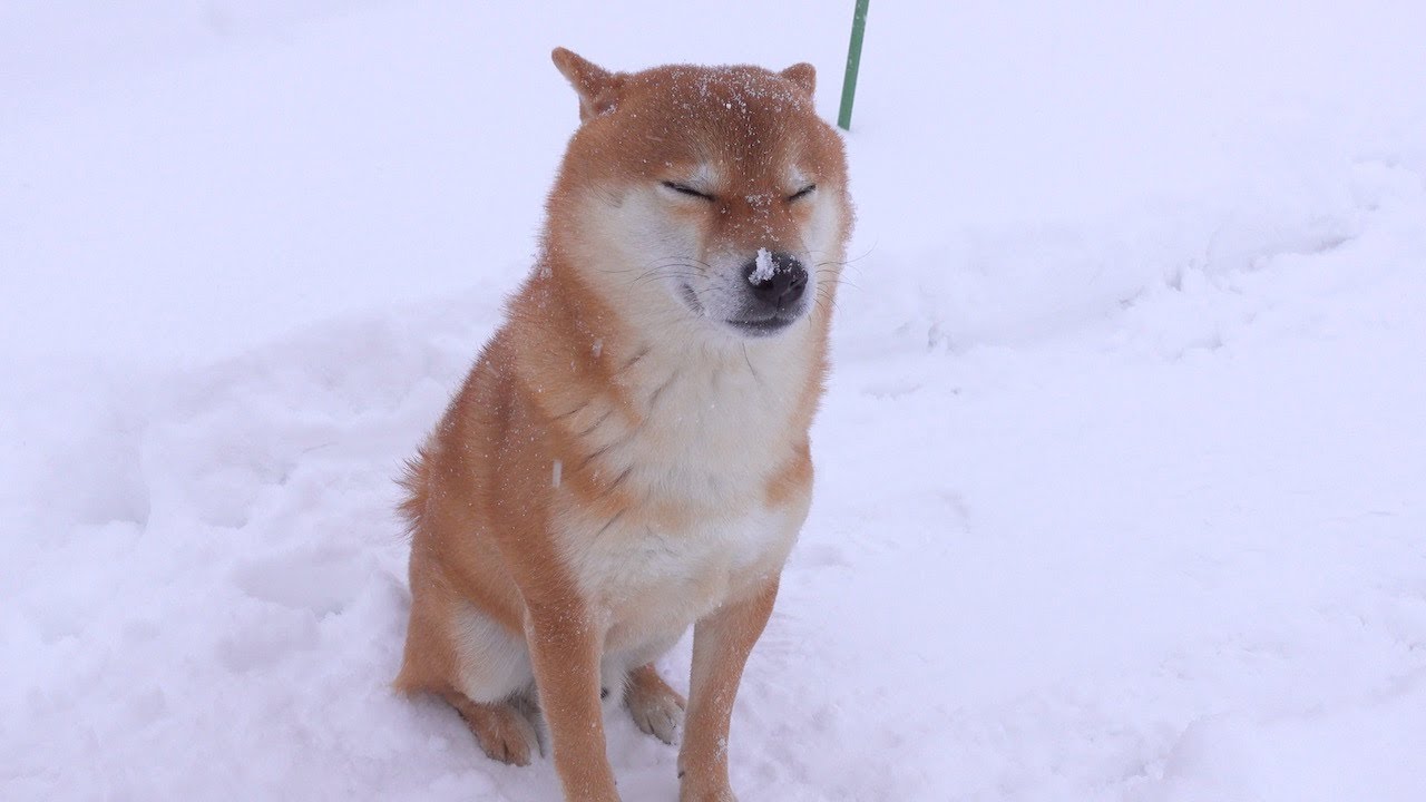 Вот сиба-ину в день, когда пришла сильнейшая волна холода