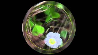 Hunters - Petite Fleur