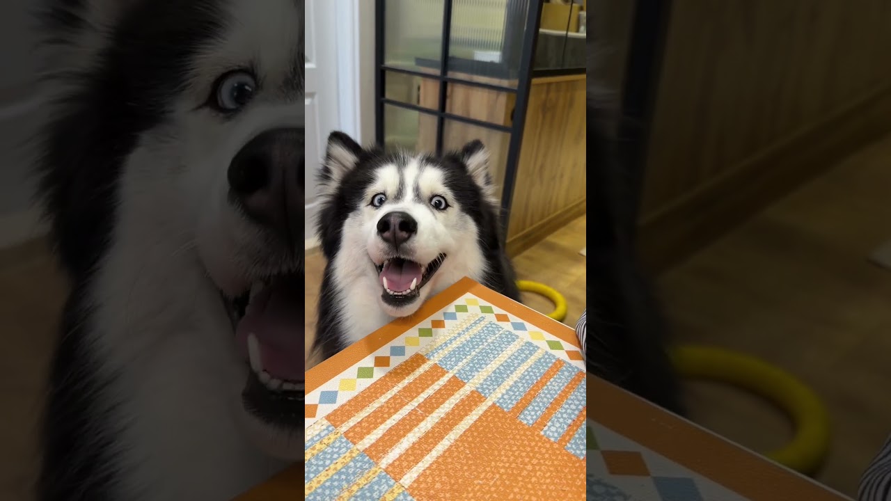 貪吃狗!!!#台灣土狗 #福寶 #哈士奇#pets #dog 縮圖