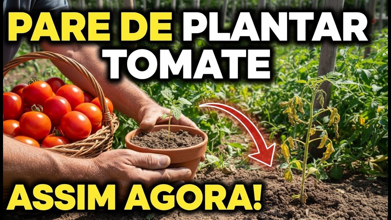 O Erro Que Todo Mundo Comete ao Plantar Tomate (Eu Levei Anos Pra Descobrir)
