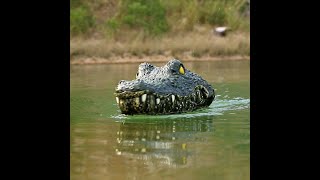 Flytec V002 Remote Control Electric Racing Boat Crocodile Head Spoof RC Toy
