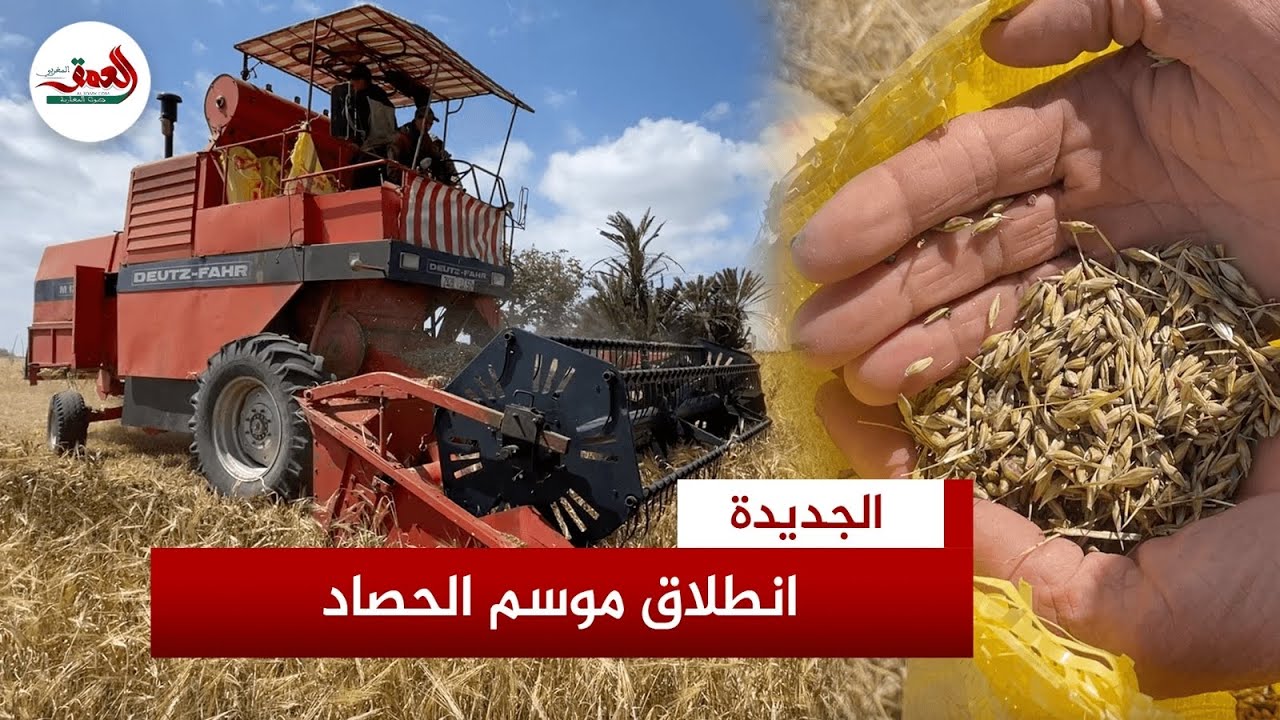 انطلاق موسم الحصاد بدكالة.. سنابل الخير ترسم البسمة على وجوه الفلاحين