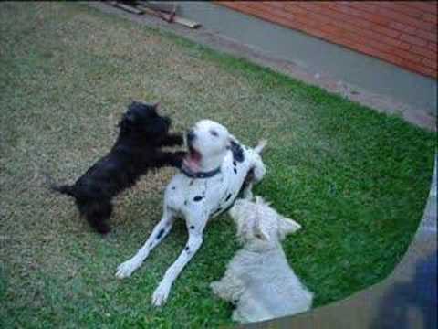 Scottish Terrier in Brazil