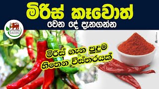 මිරිස් ගැන පුදුම හිතෙන කතාවක් -මිරිස් කෑවොත් වෙන දේ දැනගන්න miris wagawa | sinhala |srilanka | food