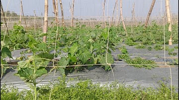 Dưa leo| dưa chuột +Cách Trồng Dưa Leo Nhiều Quả +DL 33