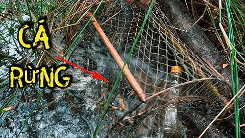 Lờ Cá Lóc Đặt Trong Rừng￼ Tràm Có Hiệu Quả không ￼|| catch snakehead fish in the forest
