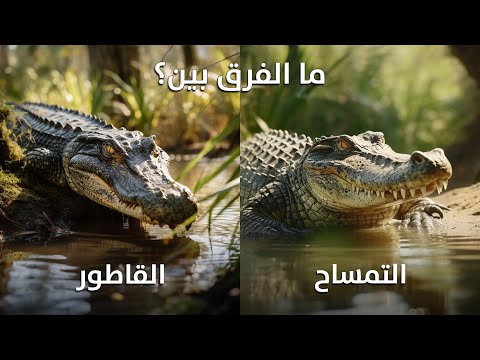 فيديو: ما هي رقعة التمساح؟