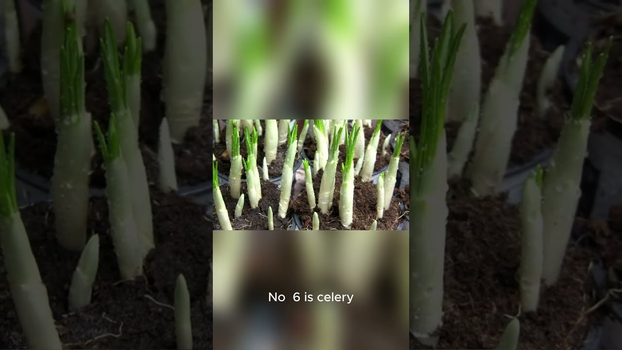 10 Vegetables That Was Almost LOST FOREVER 