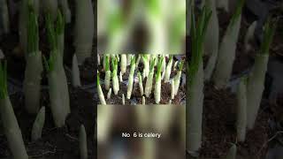 10 Vegetables That Was Almost LOST FOREVER !!!!