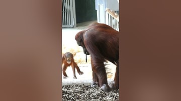 Orangutan Sari Gives Her Baby Kendari Back.#shorts#funnyvideo#orangutans#funnyanimals#zoo