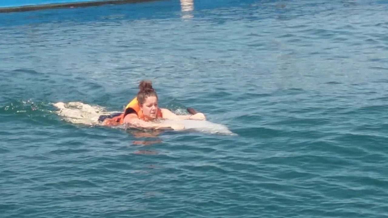 bali dolphin swimming