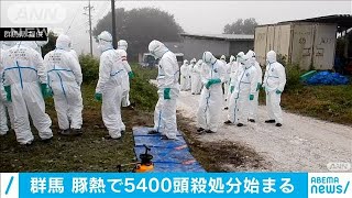 豚熱感染・・・養豚場の5400頭　殺処分始まる　群馬(2020年9月27日)