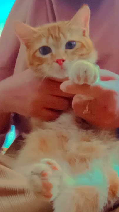 😺 : gak boleh yaa