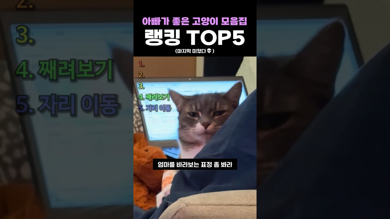 아빠가 좋은 고양이 모음집 랭킹 TOP5