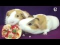 Guinea pigs dont share food